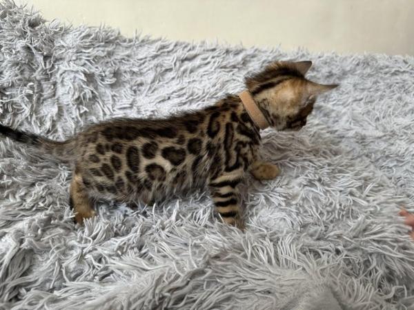 Image 15 of TICA registered bengal kittens for sale!??