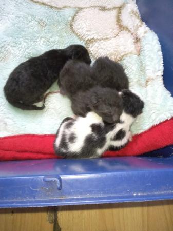 Image 1 of 6 week old boy kittens ready to leave 13th may