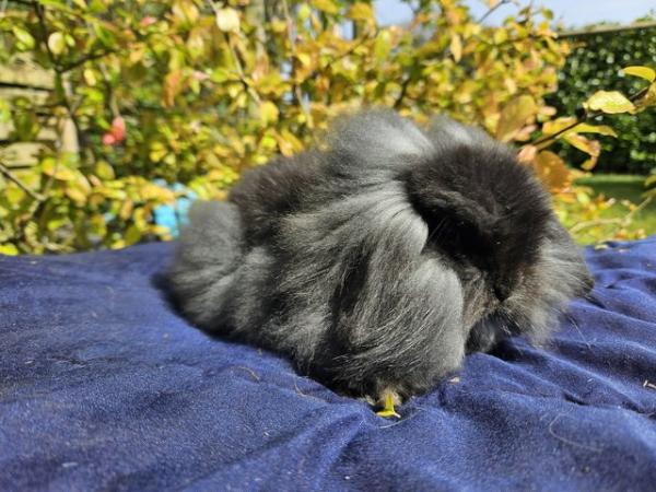 Image 5 of Beautiful mini lion lop boy looking for a new home