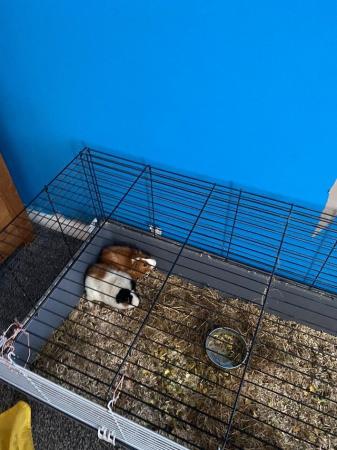 Image 5 of 4 months old guinea pigs for sale