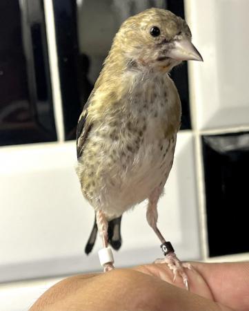 Image 4 of Juvenile hand tamed goldfinches ! All bbc rung 2024 !