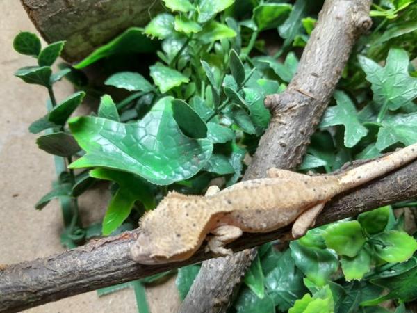 Image 7 of Crested Gecko Hatchlings and Breeders.