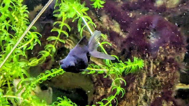 Image 4 of Black moor baby fish 2 1/2” long