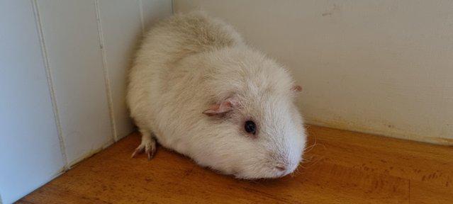 Image 2 of Two beautiful male Guinea Pigs