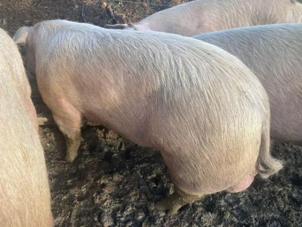 Image 3 of 1 year old Welsh Pedigree Boar for sale
