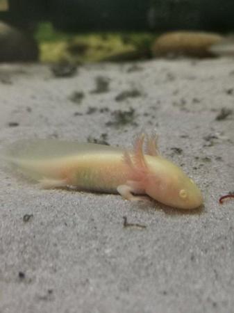 Image 3 of Young Leucistic/Golden/Wild Axolotls