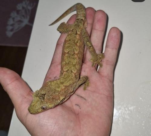 Image 4 of chahua gecko breeding pair