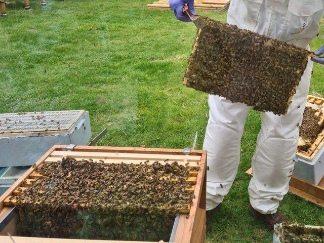 Preview of the first image of Complete National Thorne Beehive with Honeybee colony.