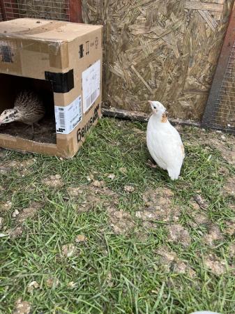 Image 2 of 16 week old Coturnix quail male and female