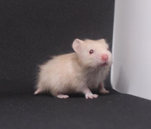 Image 4 of Syrian hamster ready 28th march