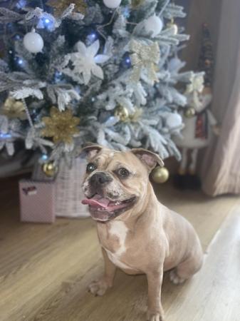 French Bulldog puppies for sale in Gravesend, Kent – 2 years old - Image 3 of 5