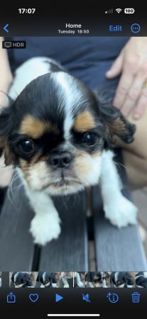 Image 1 of King Charles Spaniel Puppies