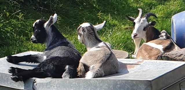 Image 2 of Female Pygmy Goat and twin kids, one female,one male.