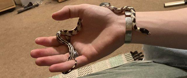 Preview of the first image of Californian Kingsnake 6 months old.