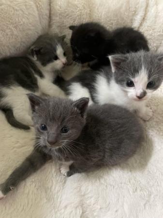 Image 5 of ??Beautiful cross mainecoon kittens for sale ??
