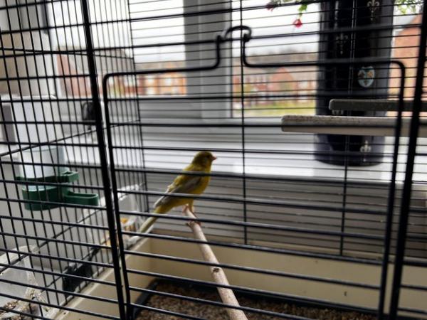 Image 1 of 4 male canaries for sell