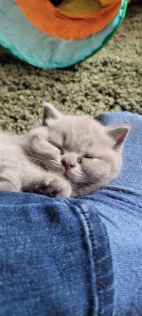 Image 10 of Gccf registered lilac British Shorthair kittens