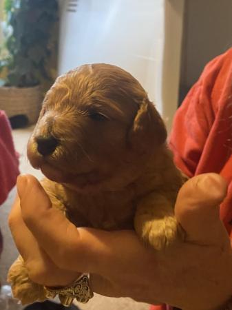 Image 11 of Gorgeous red/apricot cavapoo puppies VIEWING NOW!