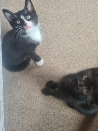 Image 1 of 9 week old kittens for sale