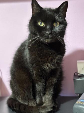 Image 3 of Beautiful female all black cat
