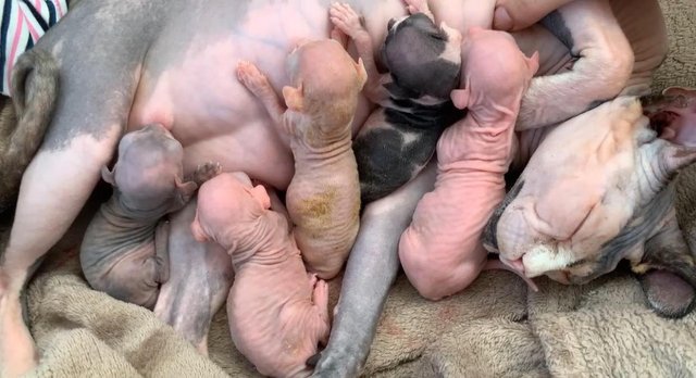 Preview of the first image of Sell kittens Sphynx. 2 males and 1 females.