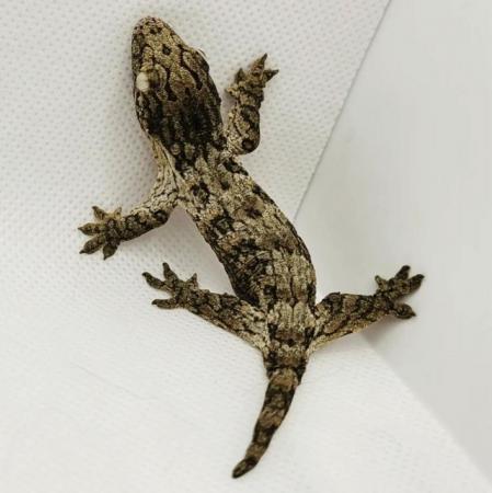 Image 7 of Nu-ana x GT Leachies for sale