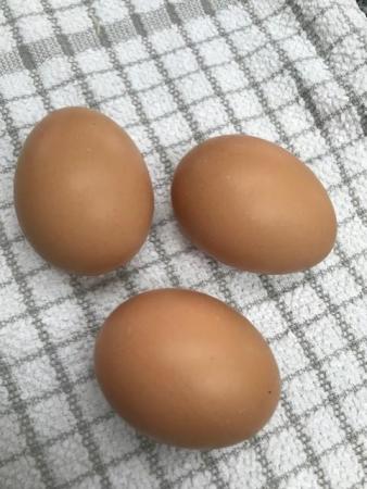 Image 5 of Buff Orpington Chicken (Large Fowl) Hatching Eggs x 6 eggs