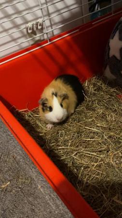 Image 4 of 2 male Guinea pigs for rehoming