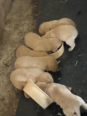 Image 2 of Fox Red Labrador puppies for sale