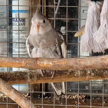 Image 5 of Lovely baby cockatiel for sale