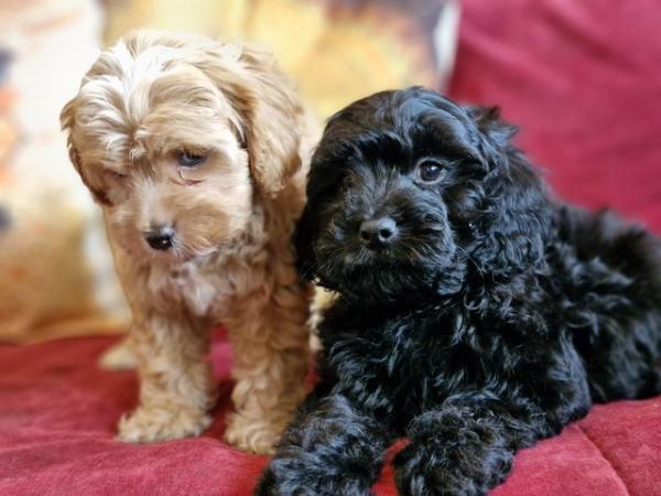 Image 10 of Adorable F1b multicolour cavapoo pups. health tested parents