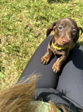 Image 12 of **READY TO LEAVE** miniature dachshund puppies for sale