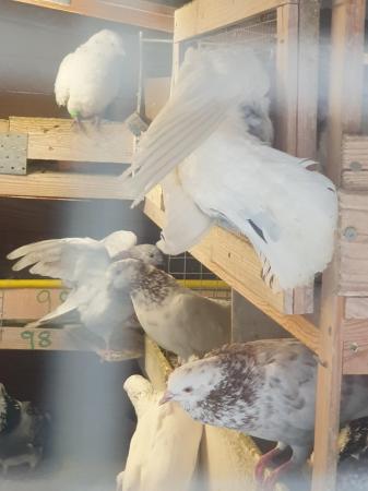 Image 2 of Pigeons in need of new homes