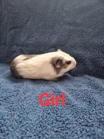 Image 2 of Guinea pigs available various colours