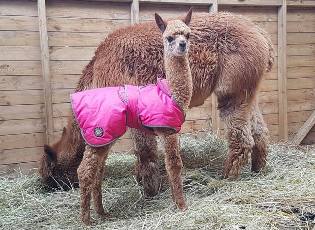Preview of the first image of QUALITY FEMALE BAS ALPACA WITH STUNNING FEMALE CRIA AT FOOT.