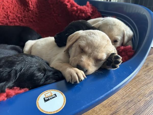 Image 6 of Working labrador litter, fully health tested. Drakeshead