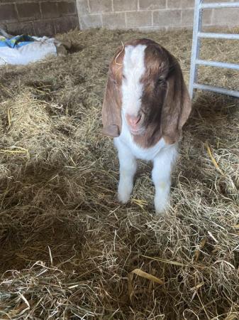 Image 2 of Boer wether kid very friendly for sale