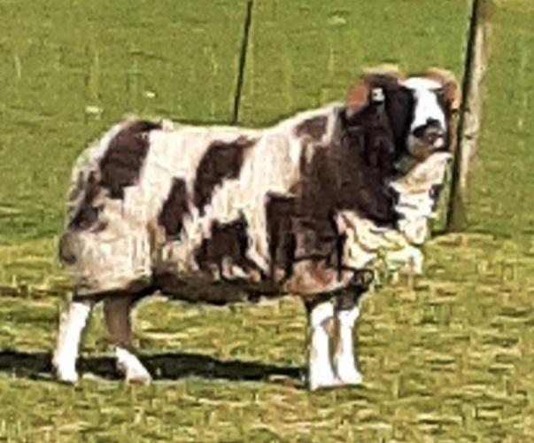 Pedigree Jacob Sheep Tup For Sale in Kendal, Cumbria | Preloved