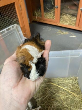 Image 6 of Male Guinea pigs ready in 4 weeks