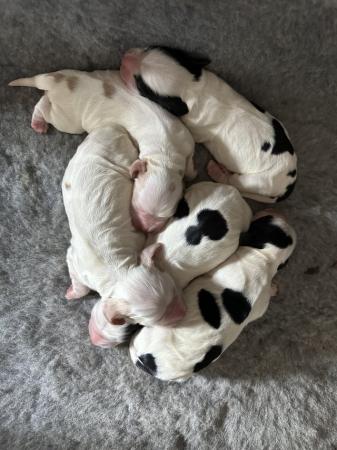 Image 25 of Show Cocker Puppies (KC Registered and fully health tested)