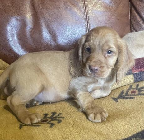 Image 1 of Red Cocker spaniel puppies
