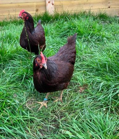 Image 8 of Point of Lay Hens - pure breeds 18 - 20 weeks old