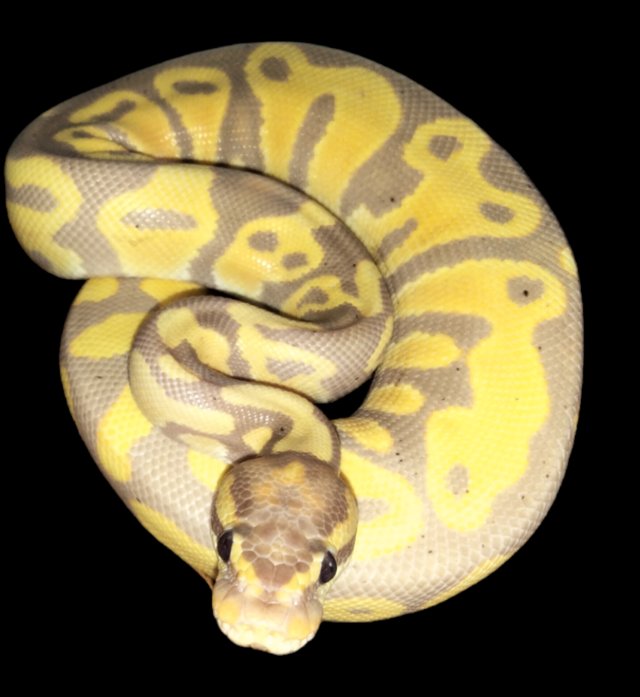Preview of the first image of Royal pythons, ball python,.