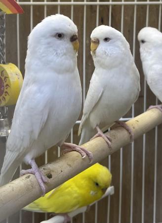 Image 5 of Adult Budgies for sale m&f