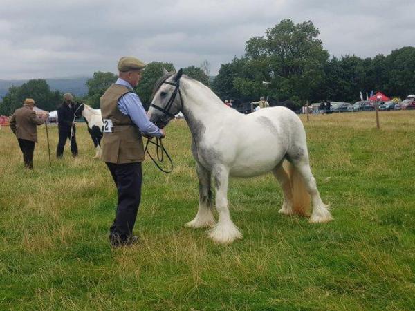 Image 1 of shamus Lovely ride and drive blue & white cob