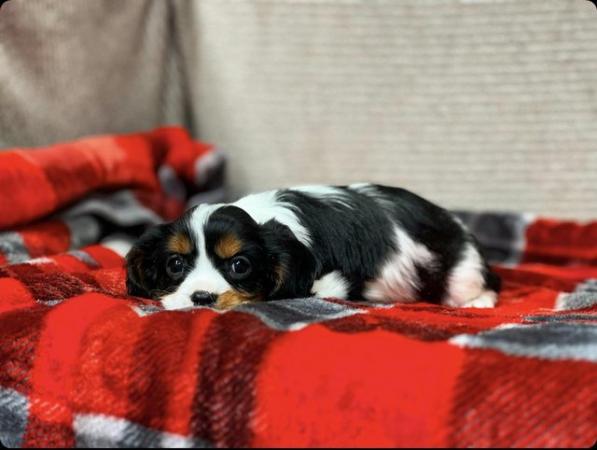 Image 7 of STUNNING CAVALIER KING CHARLES PUPPIES
