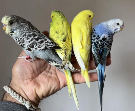 Image 5 of Hand Tame Baby Budgie Parakeets