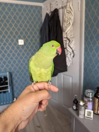 Image 4 of Hand reared tame Indian ringneck