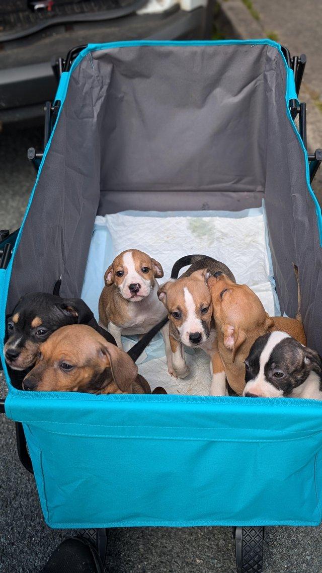 Preview of the first image of Staffy X puppies READY NOW.