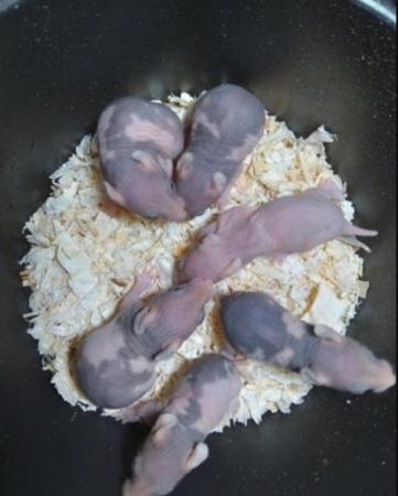 Image 5 of BABY SYRIAN 'SKINNYPIG' HAMSTERS LOOKING FOR NEW HOME